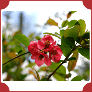 Flowering Quince