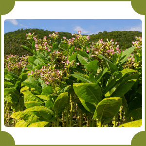 Flowering Tobacco