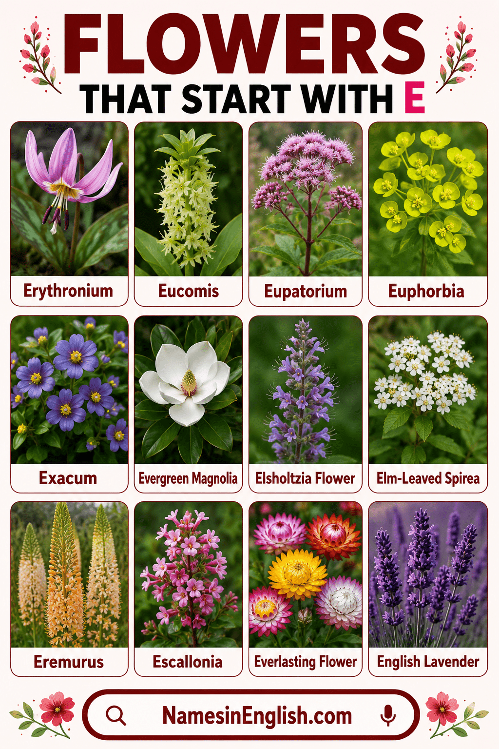 Flowers Beginning with E with Names in English and Pictures