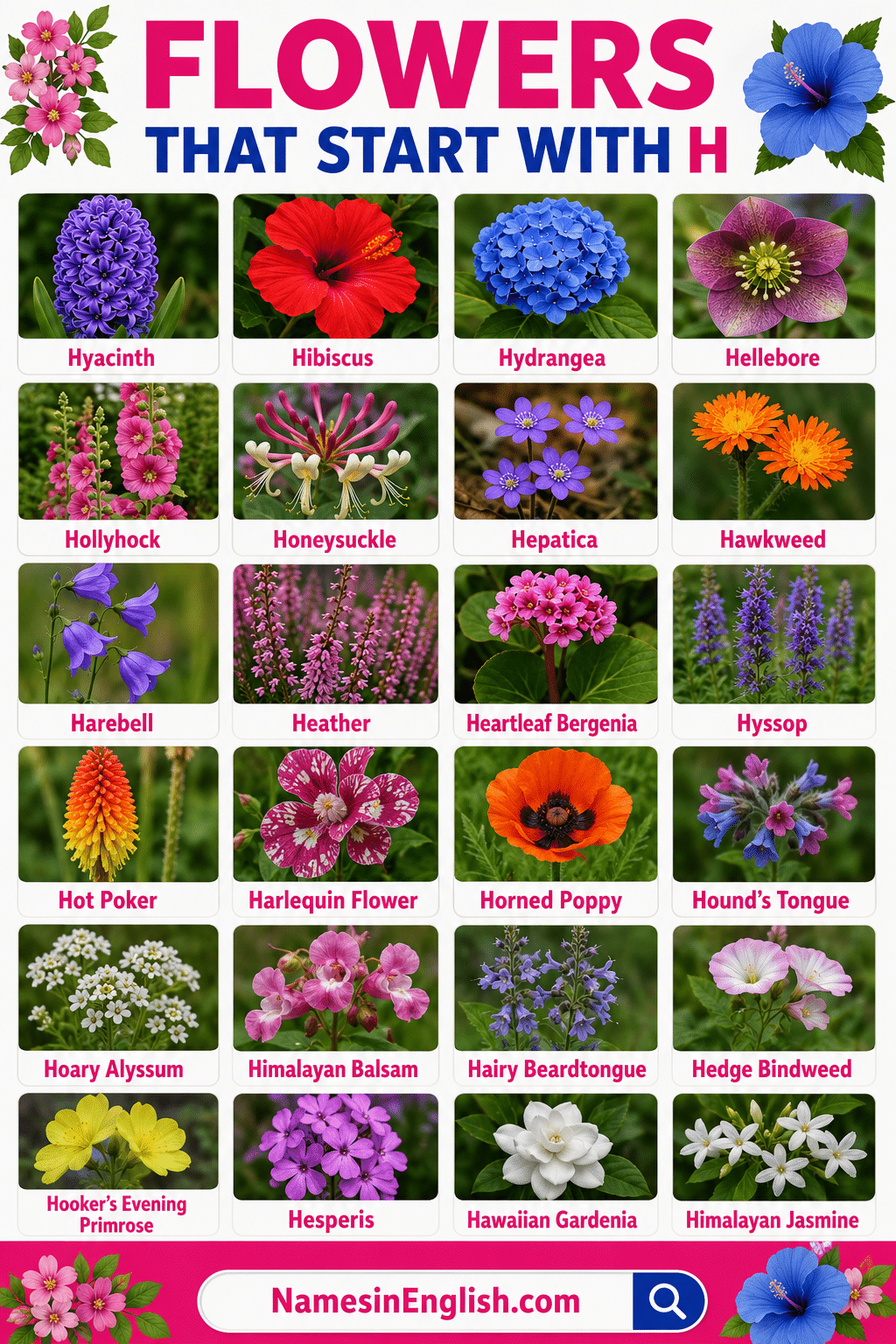 Flowers Beginning with H with Names in English and Pictures