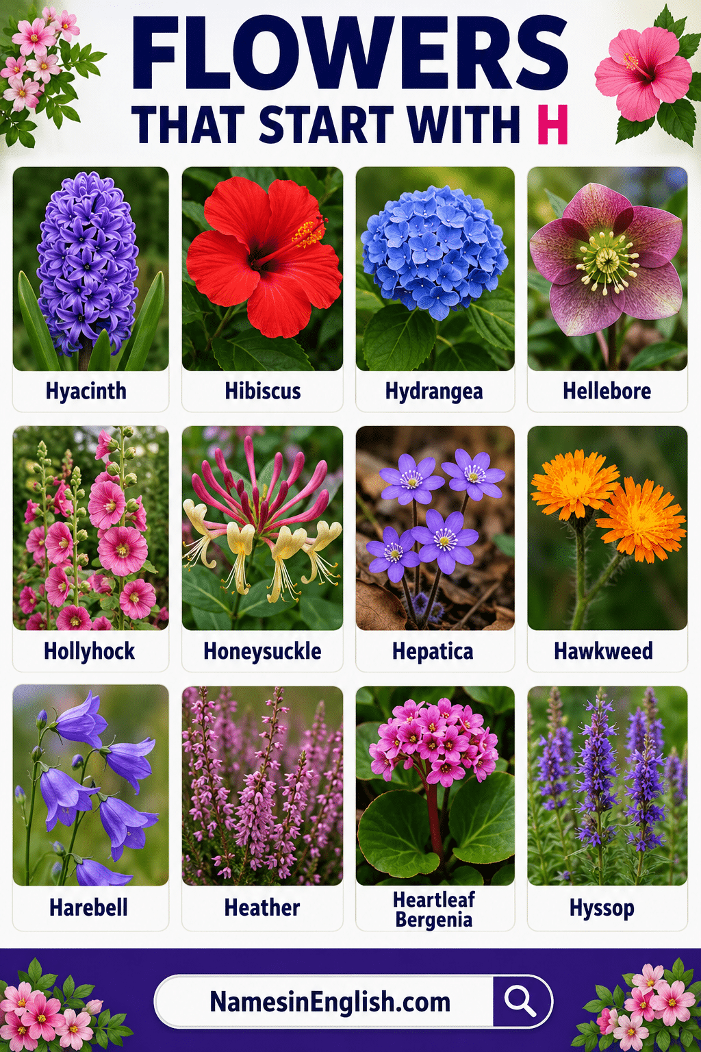 Flowers That Start with Letter H with Names and Pictures