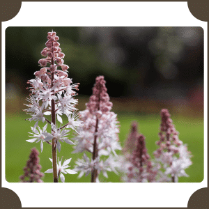 Foam Flower