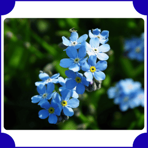 Forget-Me-Not | Flowers That Start with F