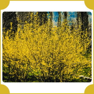 Forsythia
