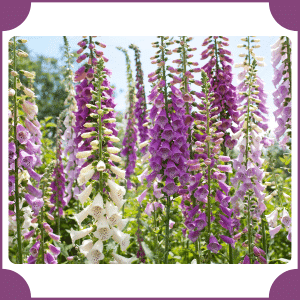 Foxglove