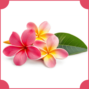 Frangipani