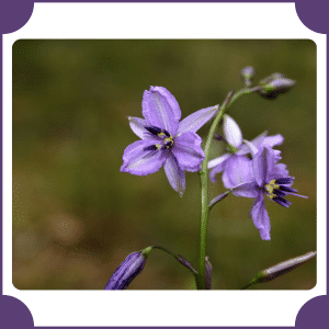 Fringe Flower