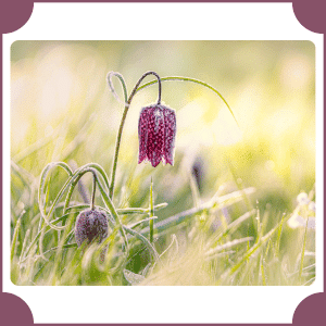 Fritillary