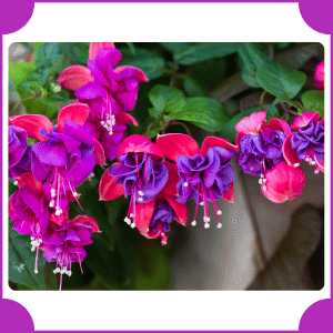 Fuchsia