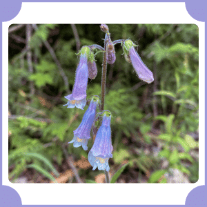 Hairy Beardtongue