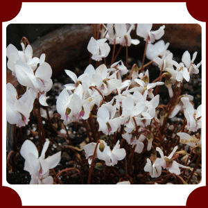 Hardy Cyclamen