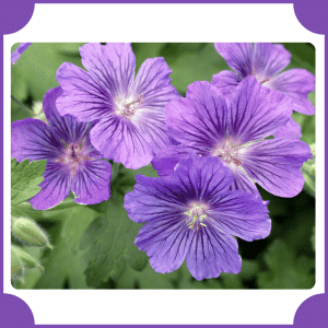 Hardy Geranium | Flowers That Start with H