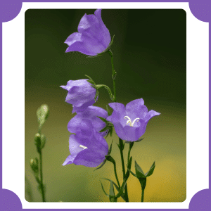 Harebell | Flowers That Start with H