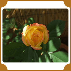 Harlequin Flower | Flowers That Start with H