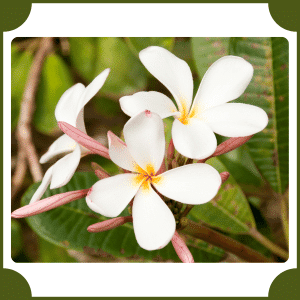 Hawaiian Gardenia
