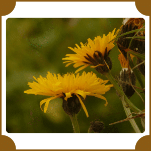 Hawkweed | Flowers That Start with H