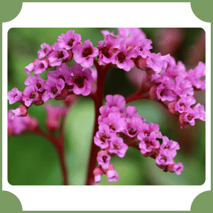 Heartleaf Bergenia