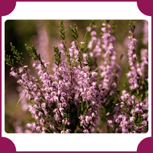 Heather | Flowers That Start with H
