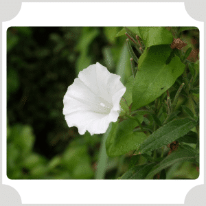 Hedge Bindweed