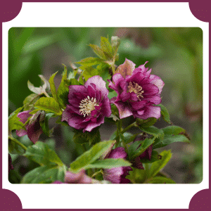 Hellebore | Flowers That Start with H