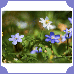 Hepatica | Flowers That Start with H