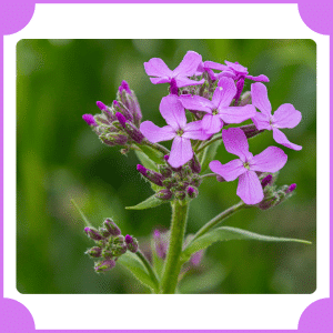 Hesperis
