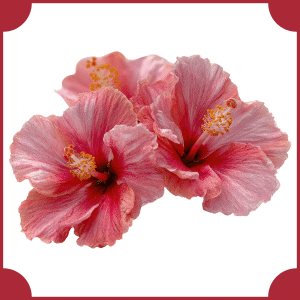 Hibiscus | Flowers That Start with H
