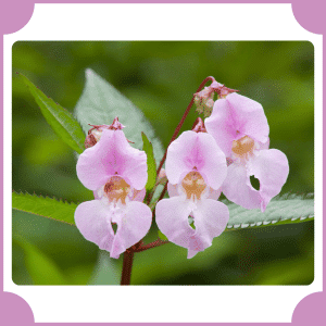 Himalayan Balsam