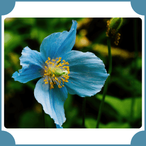 Himalayan Blue Poppy