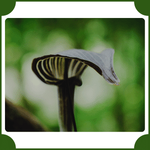 Himalayan Cobra Lily