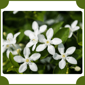 Himalayan Jasmine