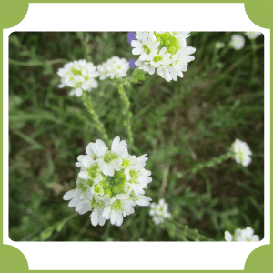 Hoary Alyssum