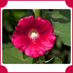 Hollyhock | Flowers That Start with H