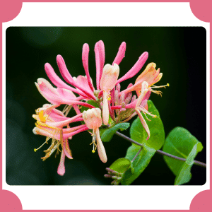 Honeysuckle | Flowers That Start with H