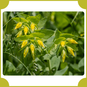 Honeywort