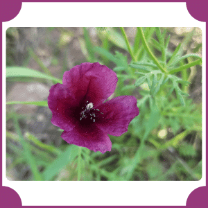 Horned Poppy | Flowers That Start with H