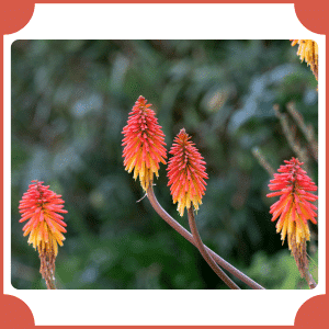 Hot Poker | Flowers That Start with H