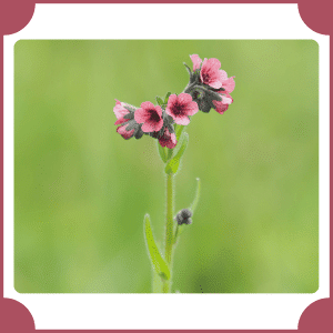 Hound's Tongue