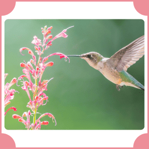 Hummingbird Mint