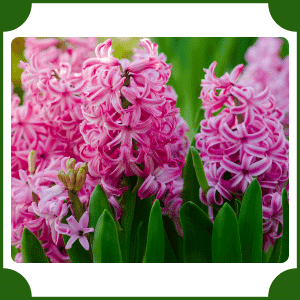 Hyacinth | Flowers That Start with H