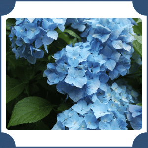 Hydrangea | Flowers That Start with H