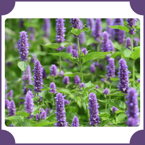 Hyssop | Flowers That Start with H