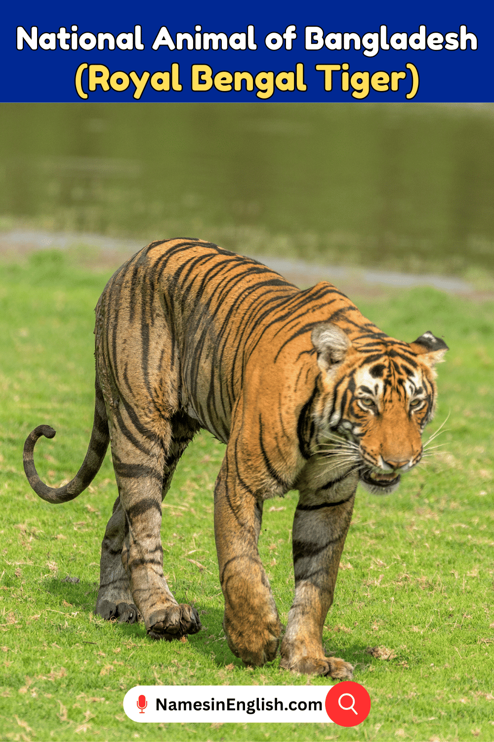 Name of National Animal of Bangladesh