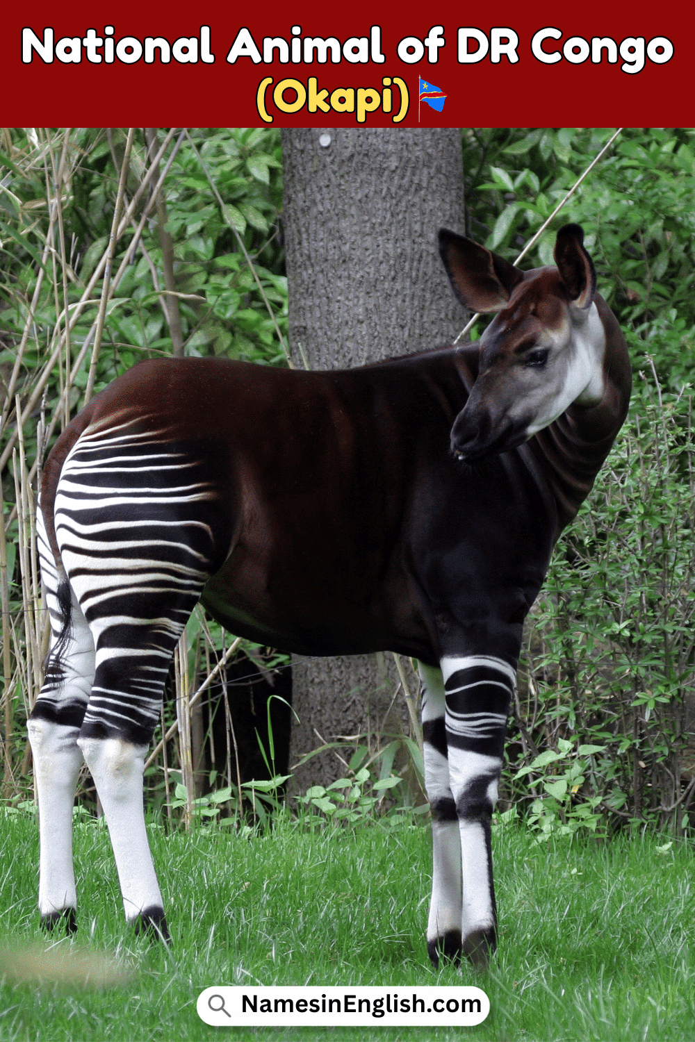 Name of National Animal of DR Congo