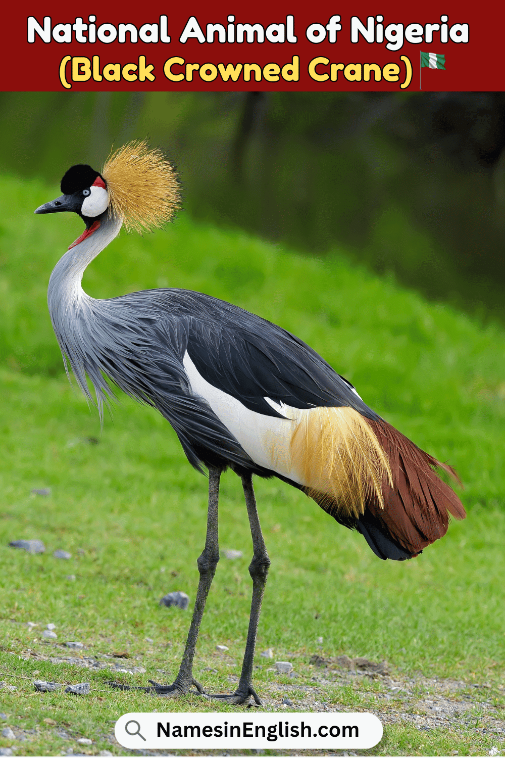 Name of National Animal of Nigeria