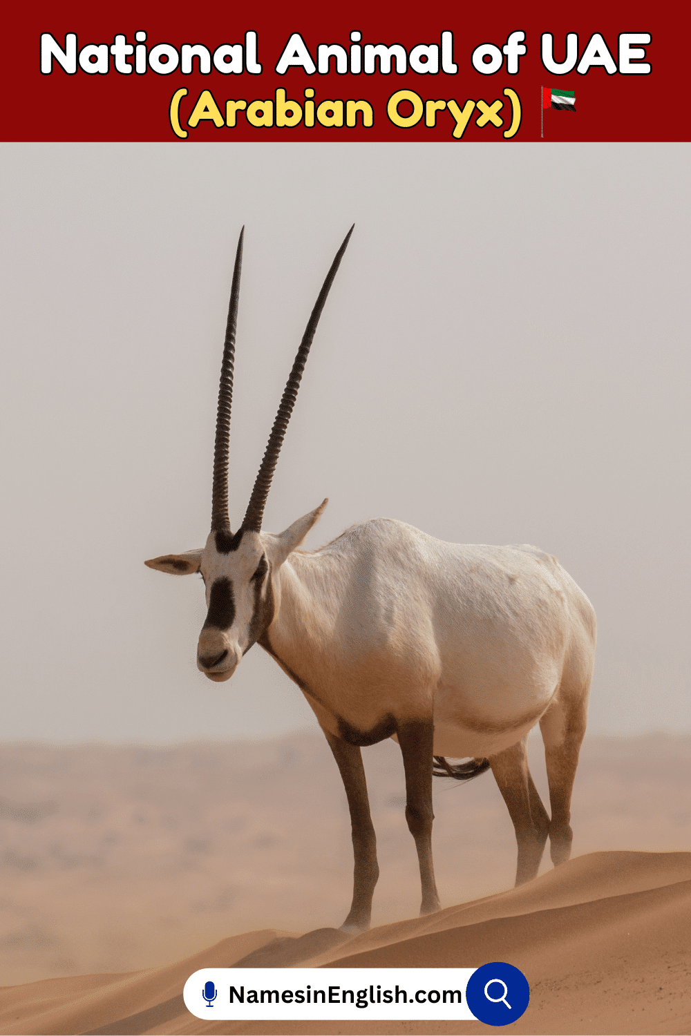 Name of National Animal of UAE