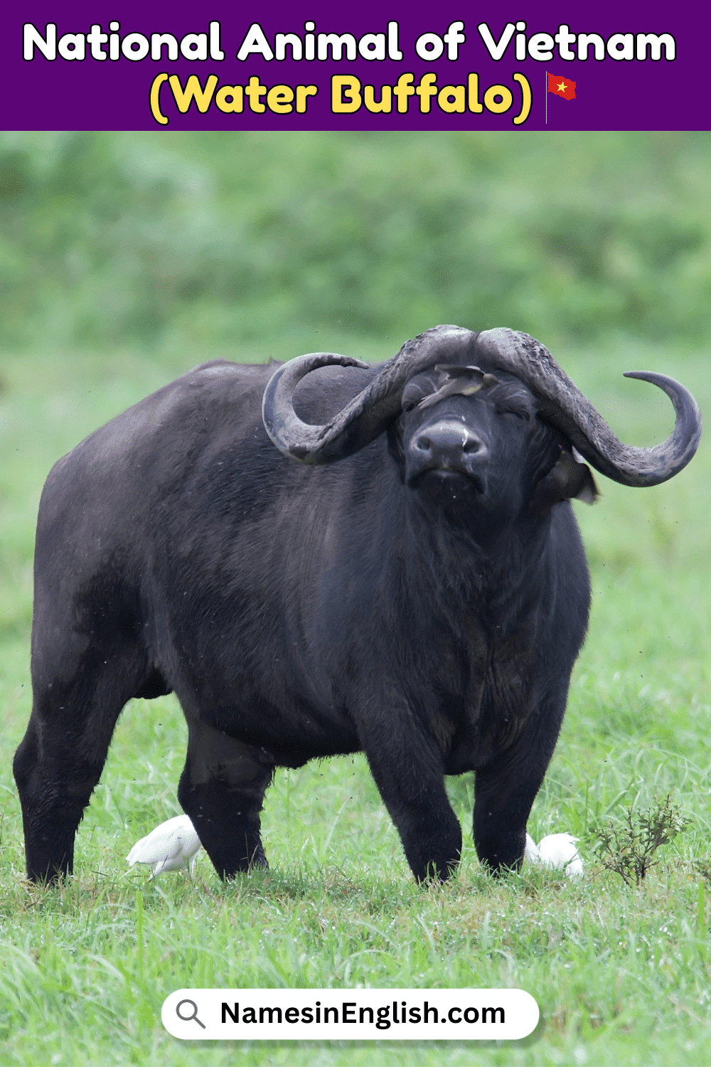 Name of National Animal of Vietnam
