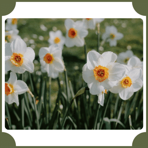 Narcissus | Flowers That Start with N