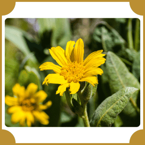 Narrowleaf Sunflower | Flowers That Start with N