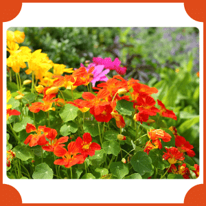 Nasturtium | Flowers That Start with N